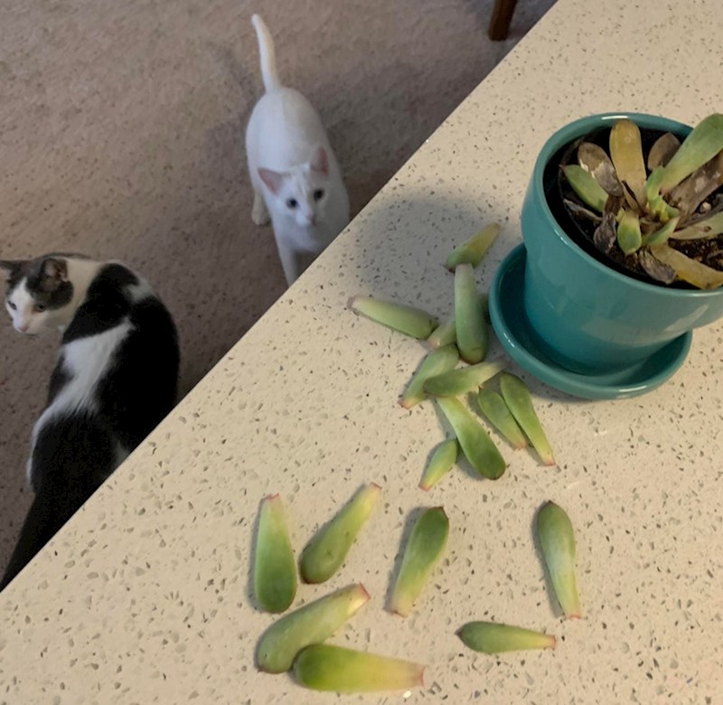 9. Novi sukulet je izdržao nekih osam sati... 😅