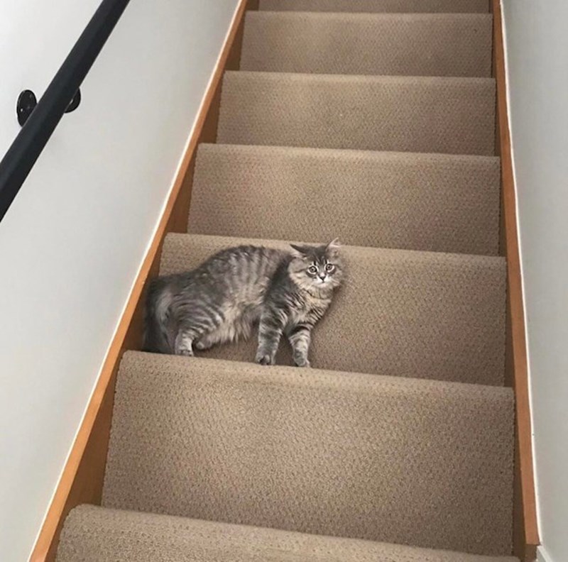 "Ovo je savršena fotka: ne možete biti sigurni leži li ili stoji"