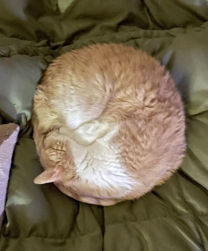 12. Slatka mačka ni ne zna da spava u savršenom položaju 😍