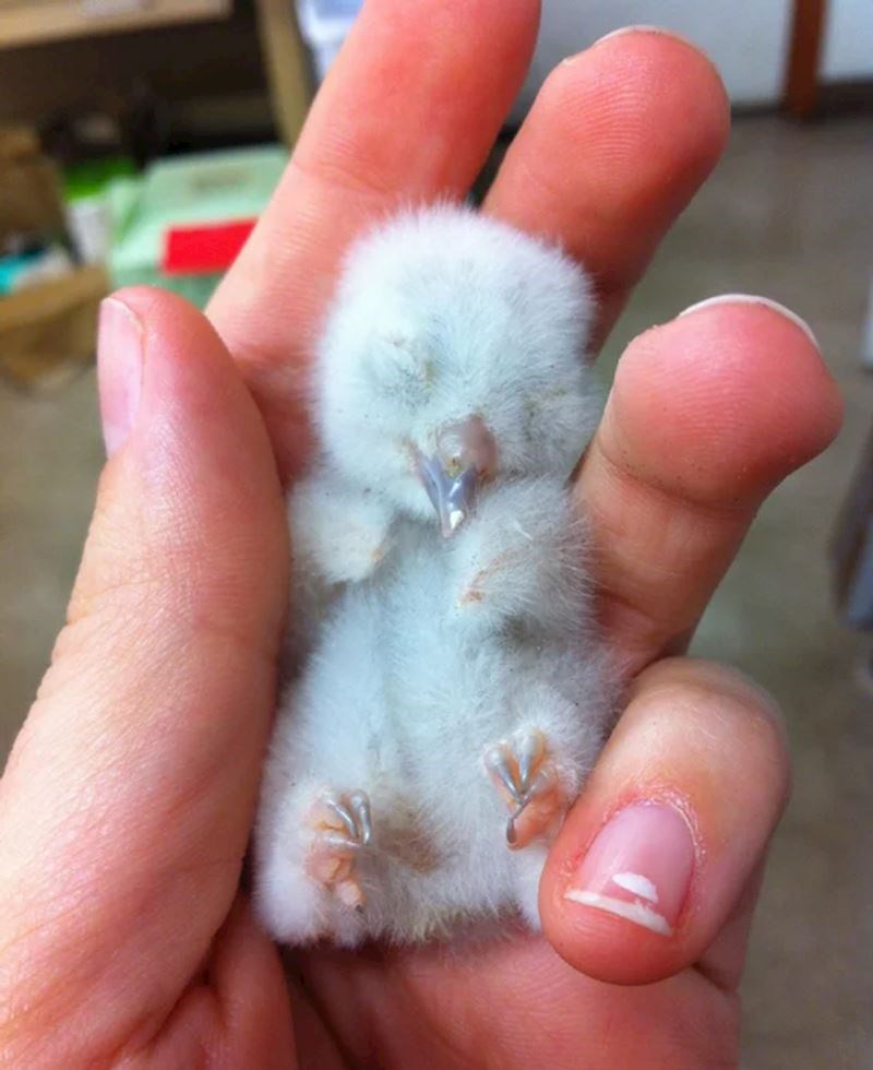 2. "U slučaju da niste nikad vidjeli kako izgleda mala sova, evo jednog preslatkog primjera"