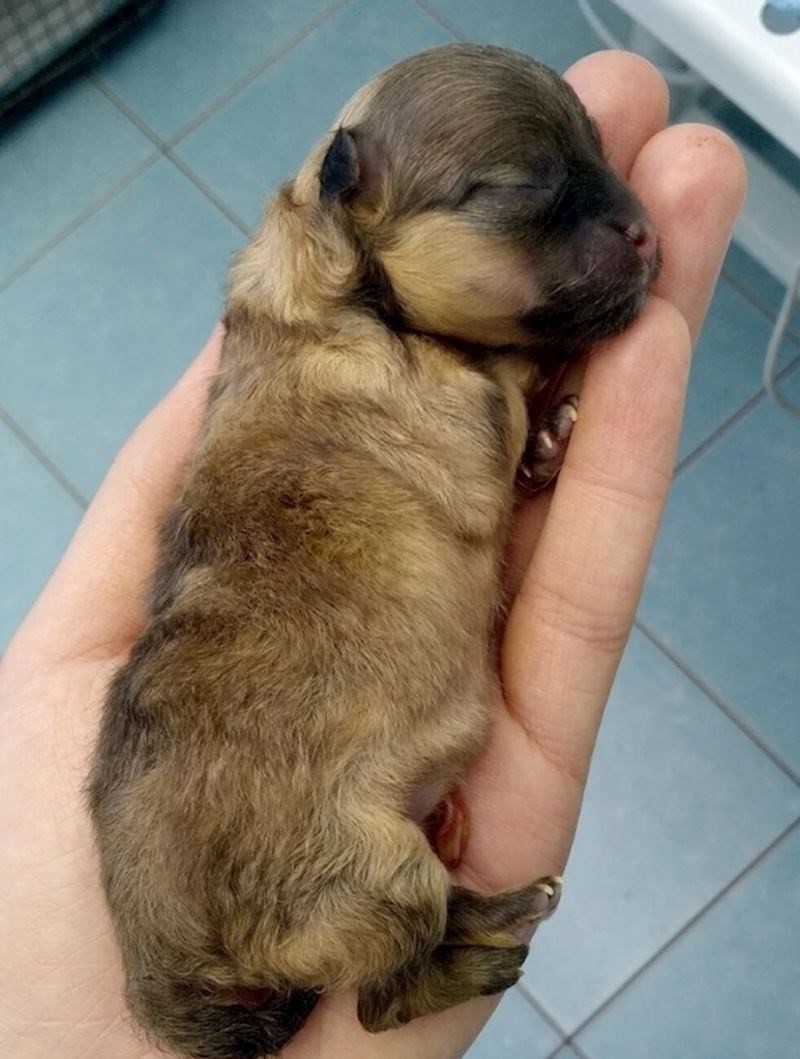5. Veterinarka je sad vremena radila CPR na malenom štencu i na kraju mu uspjela spasiti život. Bio je to trenutak kad je shvatila da je biti veterinarka njezin poziv.