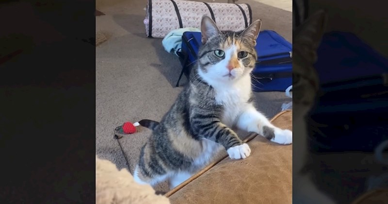 Mačka je postala hit na IG-u zbog načina na koji traži pažnju vlasnika, video će vam uljepšati dan