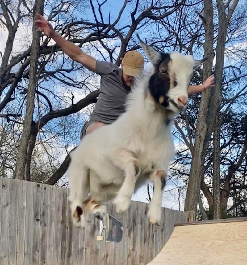 2. Izgleda kao da skače s kozom...