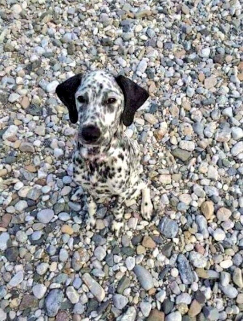 13. "Moj pas majstor kamufliranja"