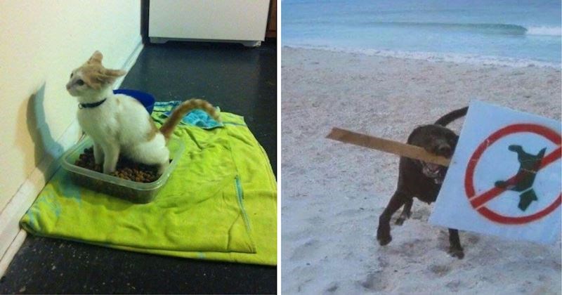 10+ puta kada su životinje bile buntovne i odbijale slijediti ljudska pravila, fotke su urnebesne