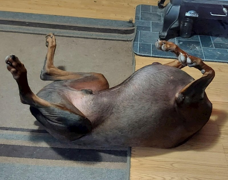 5. "Tako se izvio da izgleda kao da nema glavu. Poslao sam ovu sliku svojoj mami i odmah me nazvala da pita što sam učinio psu"