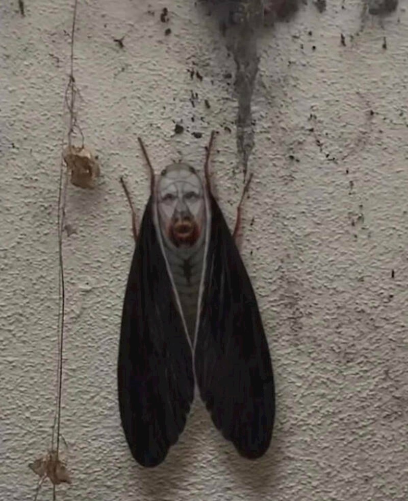 Ovaj kukac izgleda kao lik iz horor filma.