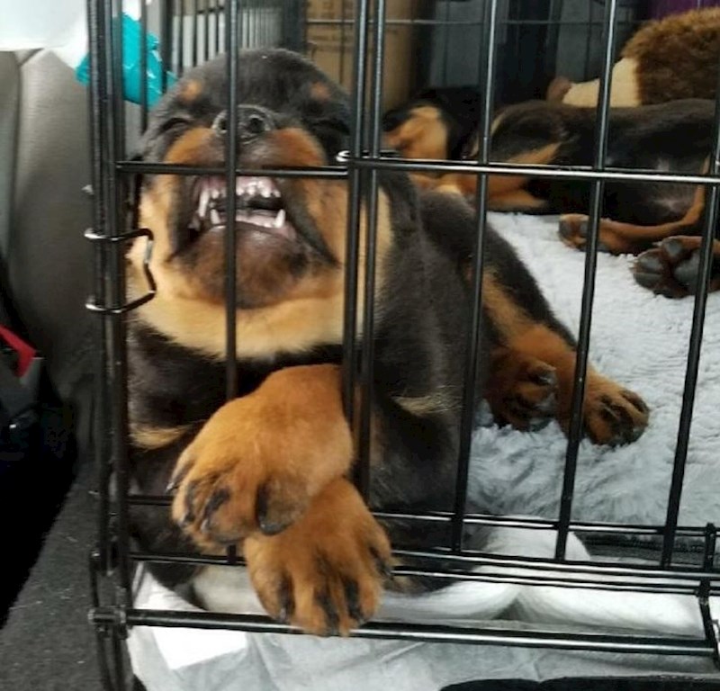 9. "Iz nekog razloga, naš mali rotvajler voli ovako spavati"