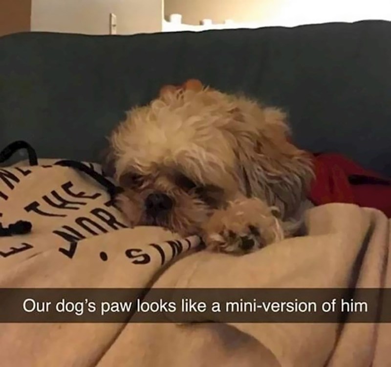 8. Njegova šapica izgleda kao njegova mini verzija