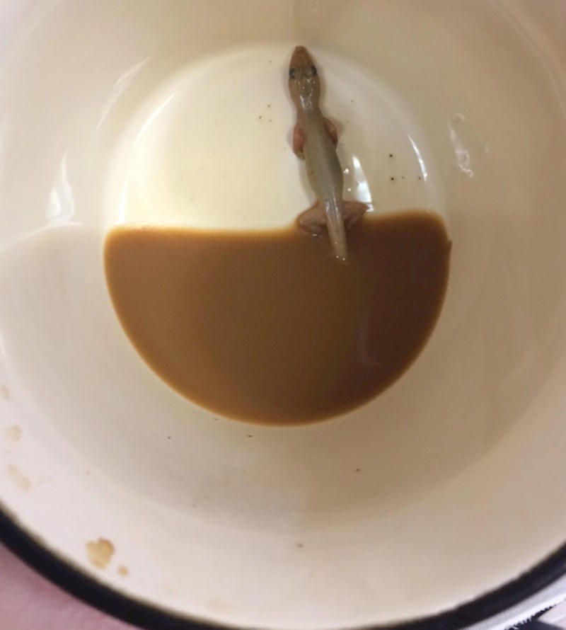 11. "Kolegica je danas u kavi pronašla iznenađenje."