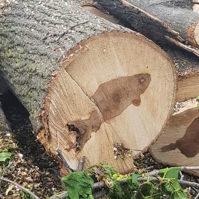 1. U središtu cjepanice su pronašli ribu.