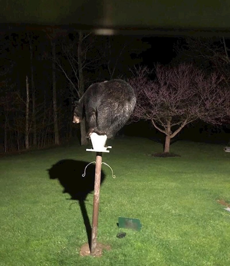 "OK, ovo je čudna ptica..."