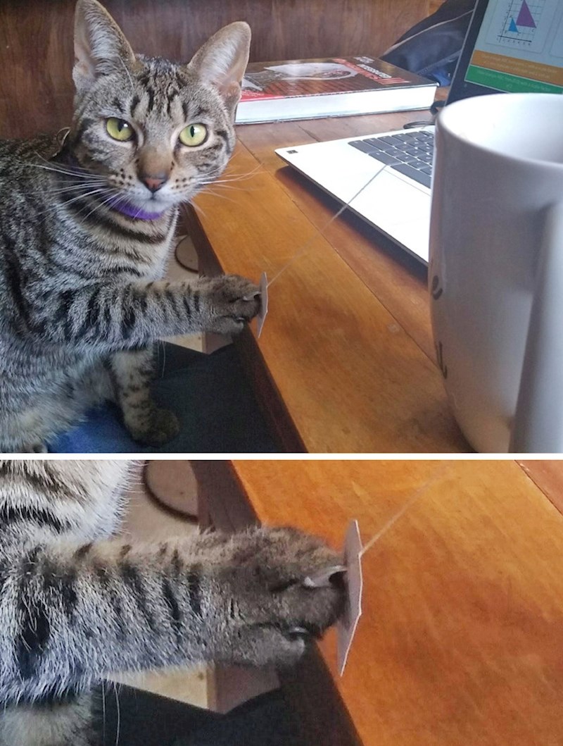 9. Kao da želi reći: "Ajde, izazovi me!"