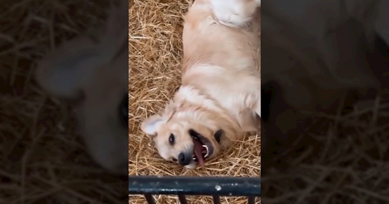 Pas je utrčao u staju i napravio nešto baš preslatko, video u nekoliko dana pogledan više mil. puta