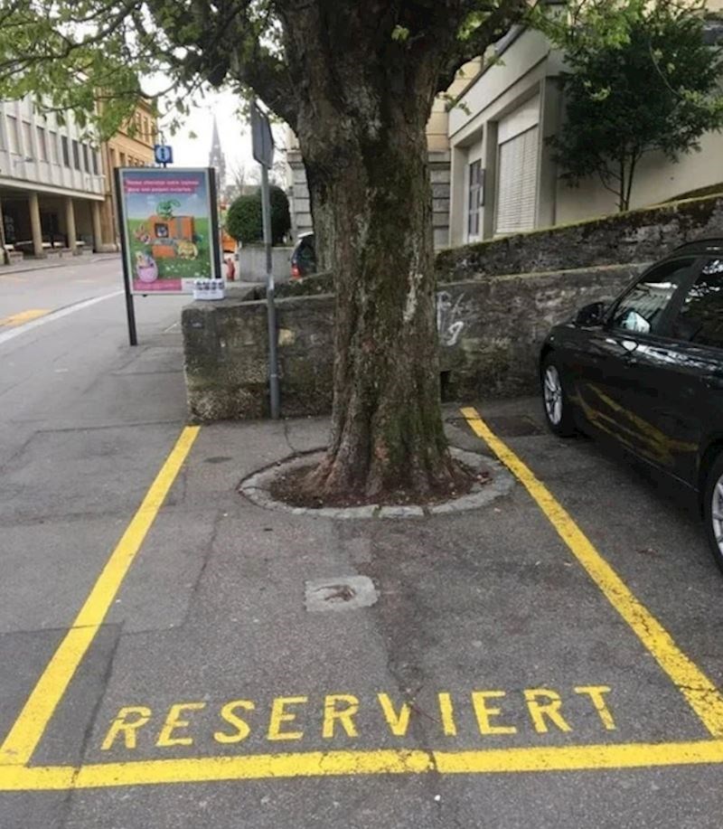 4. Muškarac je kupio parkirno mjesto samo da bi onemogućio rušenje stabla.