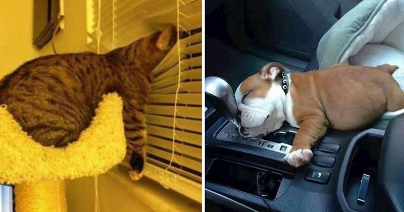 20 fotki životinja koje je savladao san, ljudi su ih ulovili kako spavaju u presmiješnim pozama