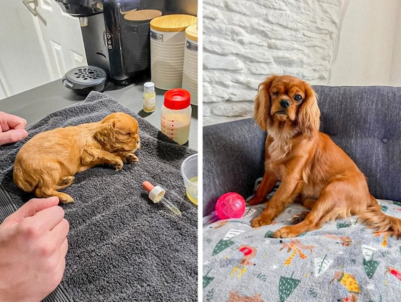 Pronašli su je odbačenu na autocesti i odlučili joj pružiti dom, a ovako izgleda danas