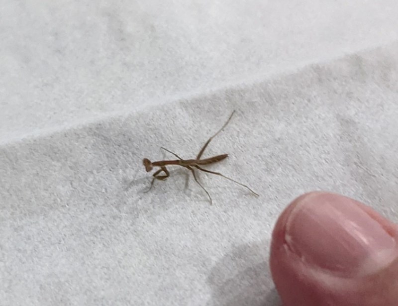 Ovo je najmanja bogomoljka koju smo ikada vidjeli