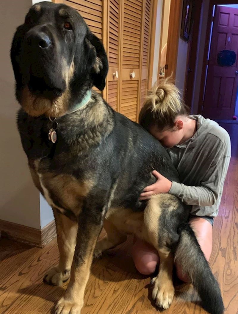 8. Još jedan "mali" dlakavac