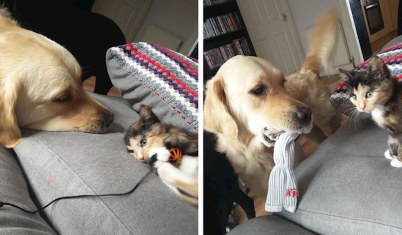 5. "Njezina loptica je bila premalena pa je donio svoju omiljenu igračku - čarapu"