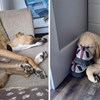 10+ pasa koje je savladao san, vlasnici ih ulovili kako spavaju u presmiješnim pozama