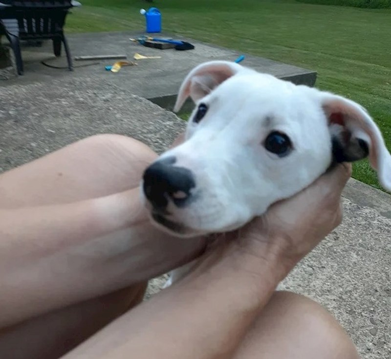 10. A gdje je ostatak ove njuške? 😃