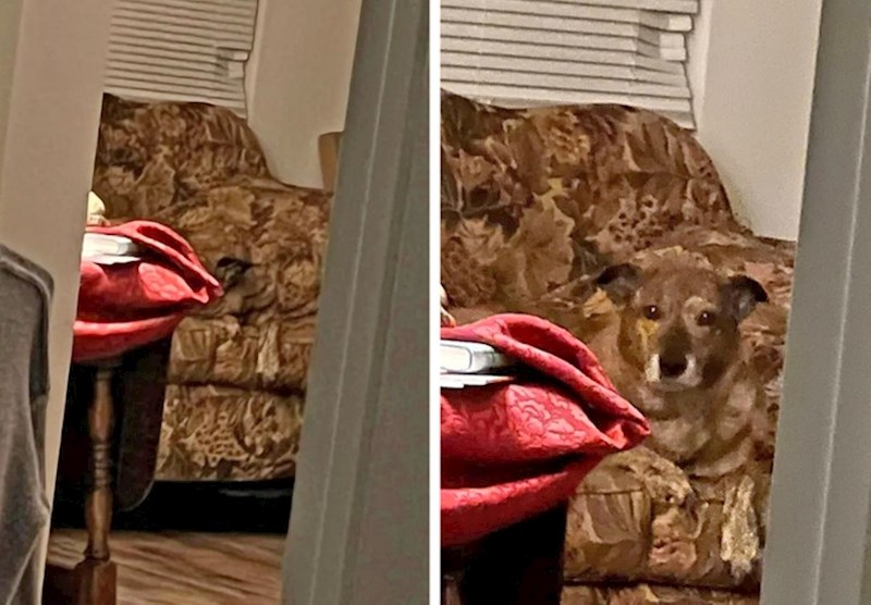 4. "Pas se gotovo pa ni ne vidi..."