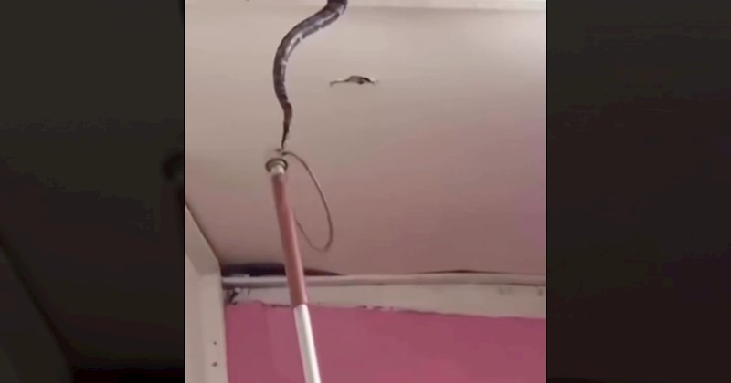 Korisnike Instagrama šokirao ovaj video. Pogledajte što se ljudima zavuklo u potkrovlje kuće