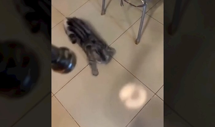 Internetom kruži smiješan video ove mačke, morate vidjeti kako se kreće dok pokušava uloviti svjetlo