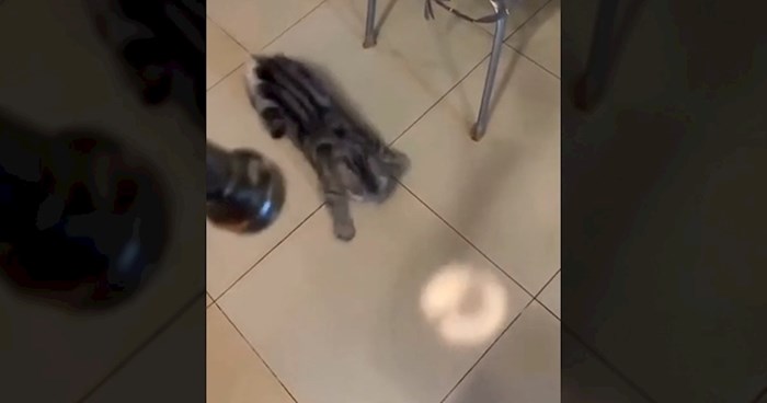 Internetom kruži smiješan video ove mačke, morate vidjeti kako se kreće dok pokušava uloviti svjetlo