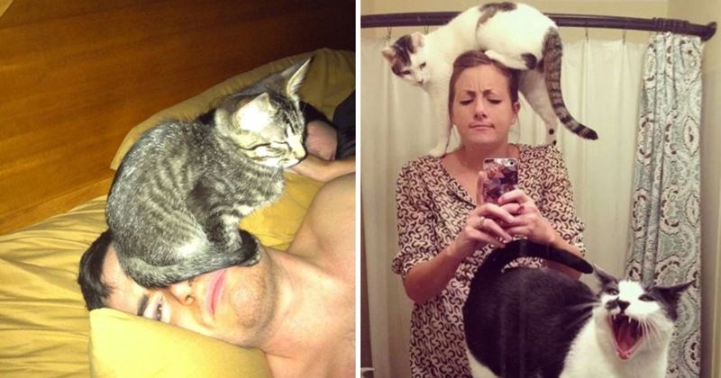 18 luckastih mačaka koje svojim vlasnicima ne daju ni sekundu mira, fotke će vas nasmijati do suza