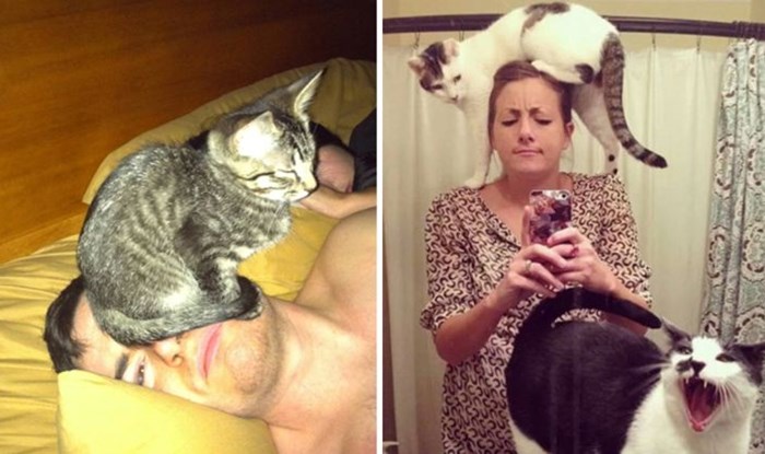 18 luckastih mačaka koje svojim vlasnicima ne daju ni sekundu mira, fotke će vas nasmijati do suza