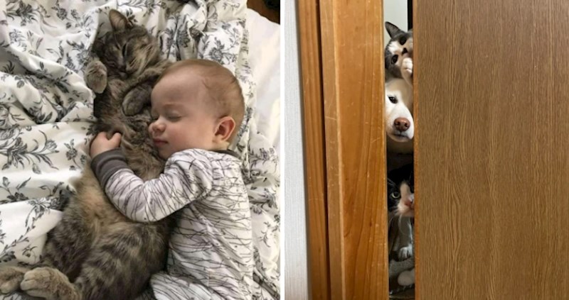 Ljudi su podijelili 10 fotografija životinja koje su im popravile raspoloženje, a mogle bi i vama