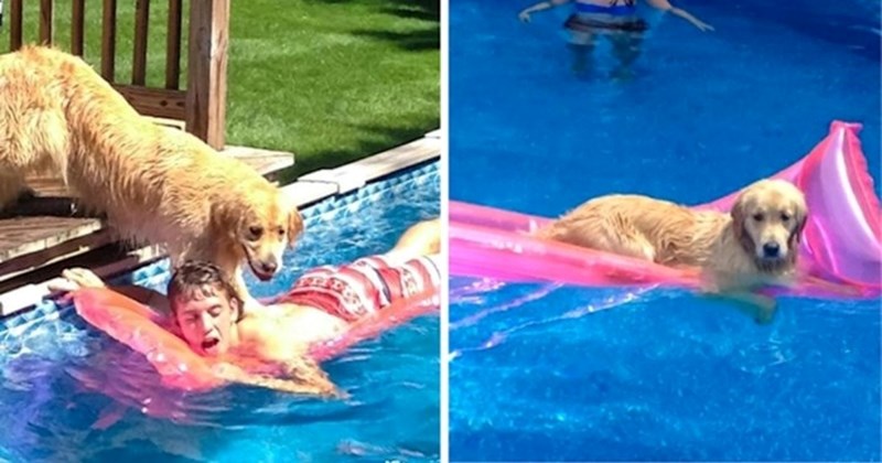 15+ smiješnih situacija kada su životinje pokazale svoju ludu i vragolastu stranu