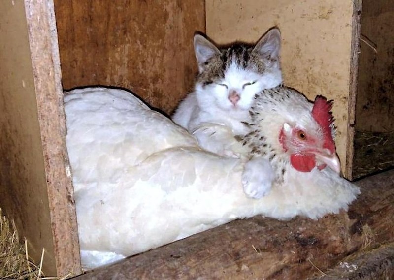 6. "Prije nekoliko mjeseci je na farmu dolutala mačka i sprijateljila se s pijetlom. Nedavno sam ih konačno uspio uloviti kako zajedno odmaraju"