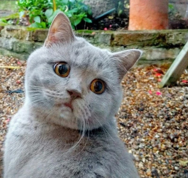 "Pogledao me ovako tužno kad sam mu uzela plišanu pticu."