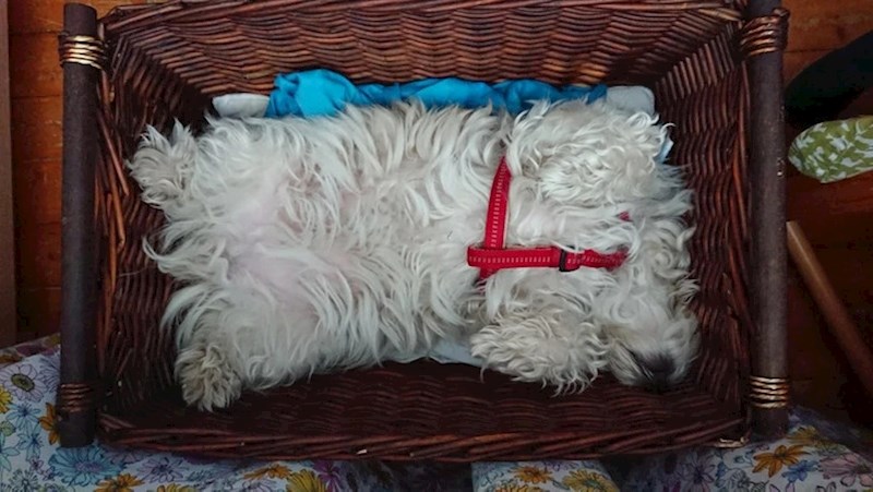 6. Gdje je nestao psić i kakva je ovo bijela čupava krpa?