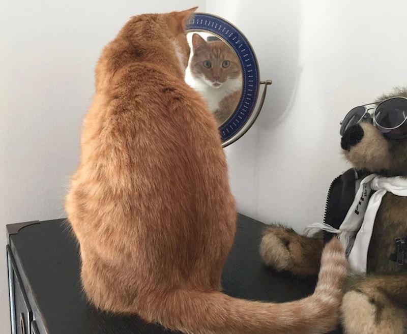 9. Najviše od svega vole promatrati same sebe