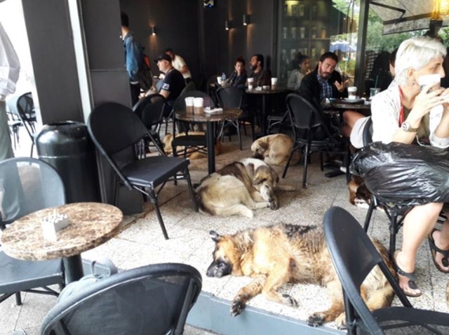 Mnogi kafići i restorani u Istanbulu omogućuju lutalicama da se sklone ako je vani loše vrijeme.