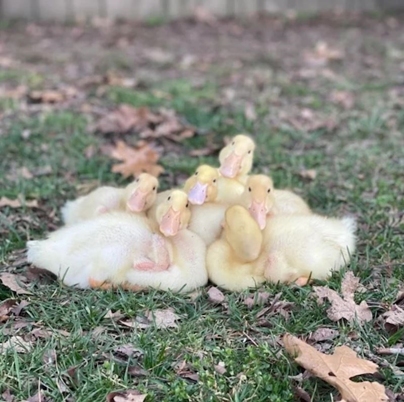 "Ako vam treba nešto za popraviti dan, evo slika mojih pačića"