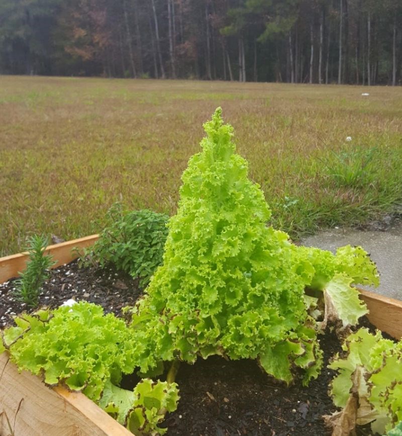 8. "Moja salata izgleda kao božićno drvce."