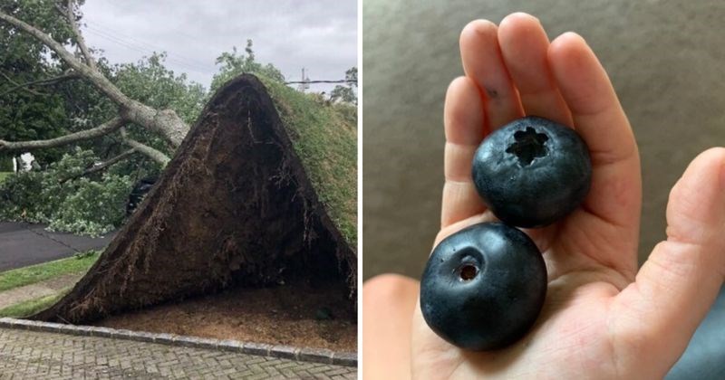 11 nevjerojatnih prizora iz prirode koji će vas u potpunosti oduševiti