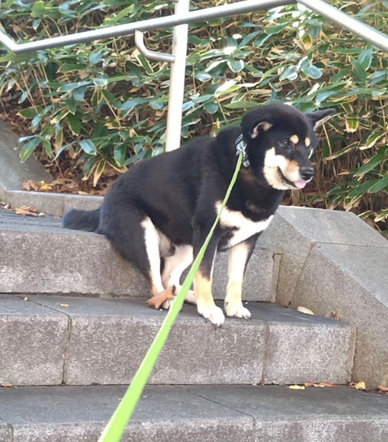"Ovako svaki put sjedne kad mu u šetnji kažem da je vrijeme da krenemo doma"