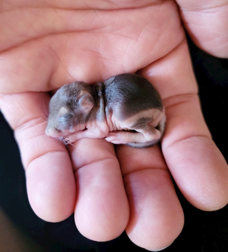 "Danas sam pronašao mladunče vjeverice. Nikad nisam vidio nešto tako maleno"