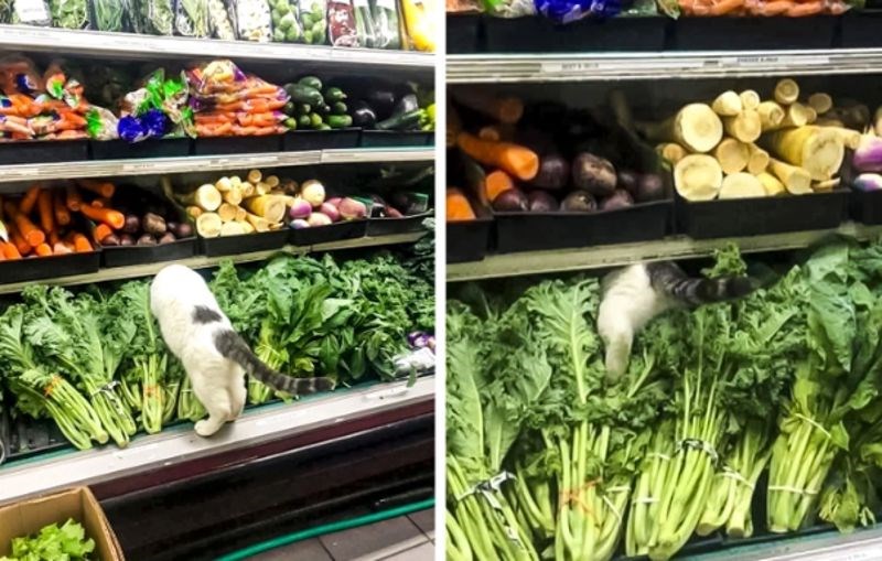 "Došla sam u dućan i ugledala ovu scenu."