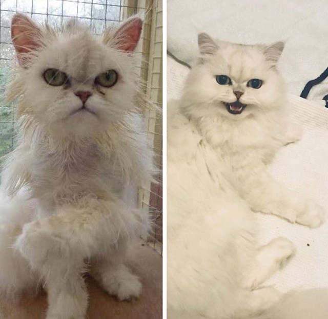 Kako je ovaj bijeli mačak izgledao kad je došao u svoj zauvijek dom, i kako izgleda nakon pet mjeseci pažnje i ljubavi