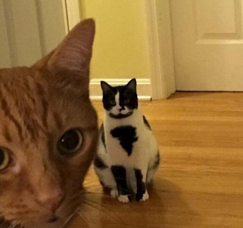 13. Ove crne mrlje su baš fora! 😃