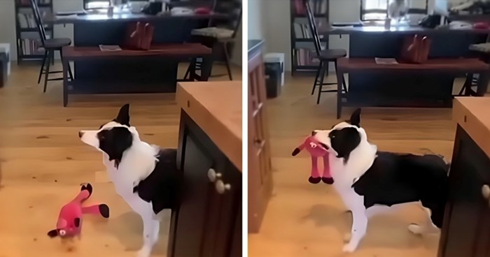 Žena je snimila kako njezin pas svaki put reagira kad čuje svoju omiljenu pjesmu, video je hit!