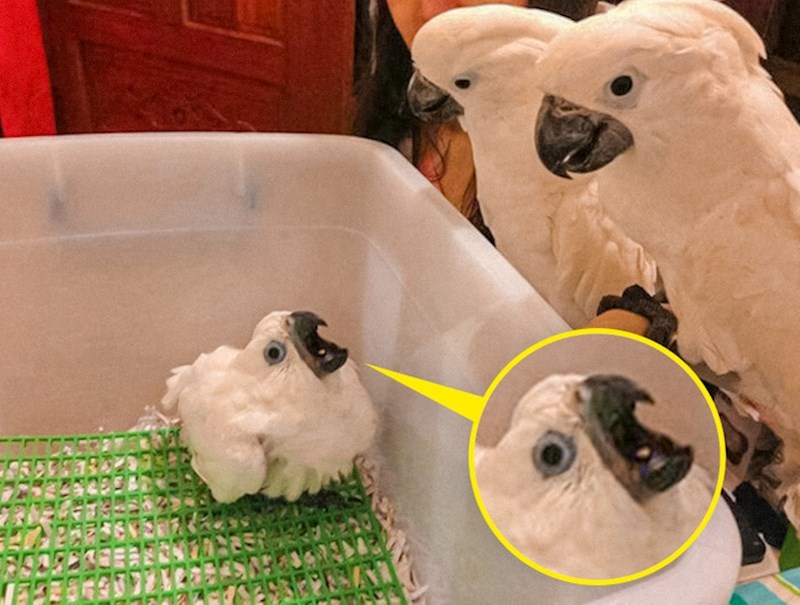 3. "Jadničak se preplašio svojih roditelja"