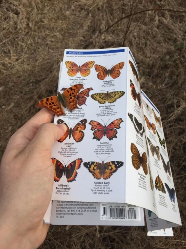 1. "Dok sam držao brošuru s vrstama leptira na brošuru mi je sletio identičan leptir."